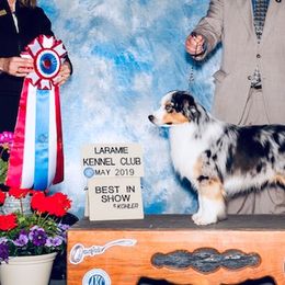 Miniature American Shepherds from NW Aloha Miniature American Shepherds