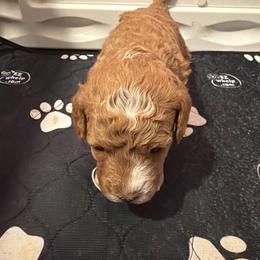 Apricot boy - Apricot male Assorted Doodle Crosses puppy in Bedford, Pennsylvania from Dans Doodlez