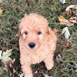 Hunter - Cream male Goldendoodle puppy in Centralia, Missouri from Oodles Of Doodles Mo.