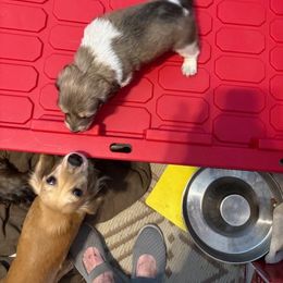 Shaded Cream Piebald Male - Piebald male Dachshund puppy in Highland Home, Alabama from Landey's Long Dogs