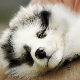 Collies and Shetland Sheepdogs from Sunway Kennels