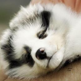 Collies and Shetland Sheepdogs from Sunway Kennels