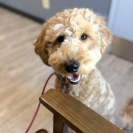 Daisy - Goldendoodle