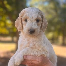 Hanson - Parti male Poodle puppy in Athens, Georgia from Alexander’s Standard Poodles