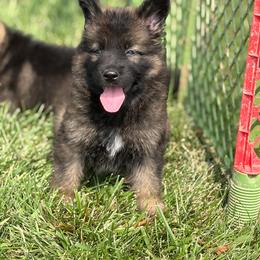No collar female - Sable female German Shepherd puppy in Osco, Illinois from Sonnenhügel Kennel, LLC