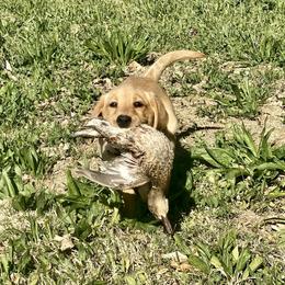 Golden Retriever and Labrador Retriever Puppies from All Around Retrievers