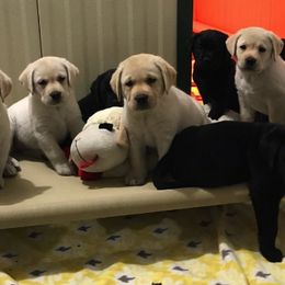Labrador Retriever Puppies from Turtle Creek Labradors