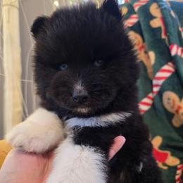 Dean - Black male Siberian Husky puppy in Addison, Michigan from Gray Run Siberian Huskies