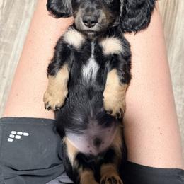 Ira - Black and cream male Dachshund puppy in Horatio, Arkansas from Rockin F6 Miniature Dachsunds