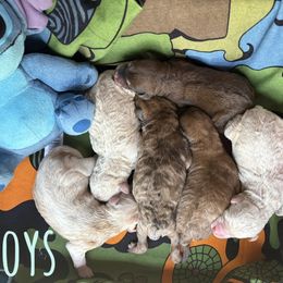 Whoodle puppies from Kalin’s K9s