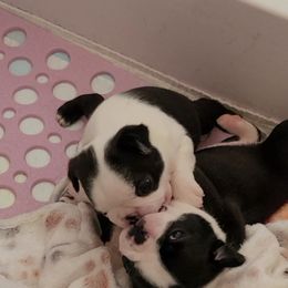 Boston Terrier Puppies from Cripple Creek Boston Terriers