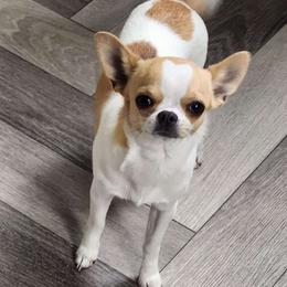 Corina - Chihuahua
