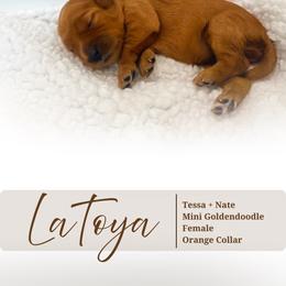 La Toya - Red  female Goldendoodle puppy in Garden Grove, California from Sunkissed Doodles