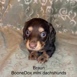 Braun - Chocolate and tan male Dachshund puppy in Lexington, Oklahoma from BooneDox Miniature Dachshunds