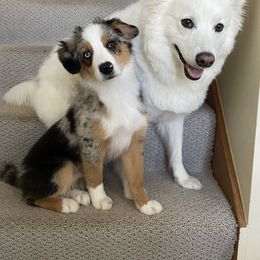 Miniature Australian Shepherd Puppies from Integrity Aussies Tx