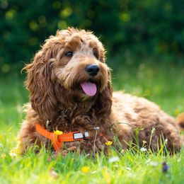 Cockapoo and Goldendoodle All Grown Up from Forest Creek Kennel