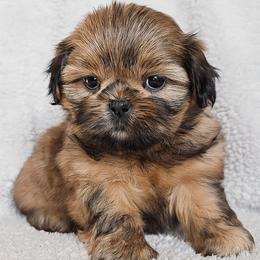 AKC Red Female (Purple Collar) - Red female Shih Tzu puppy in Las Vegas, Nevada from Beirin Breige Shih Tzus