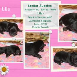 Lila - Black tri-color female Australian Shepherd puppy in Asheboro, North Carolina from Stellar Aussies