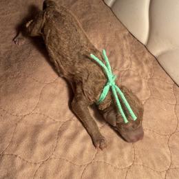Light green Boy - Brown male Chesapeake Bay Retriever puppy in Houston, Texas from Monarch Chesapeakes