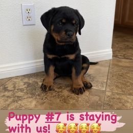 Rottweiler Puppies from GrowlHausRotts