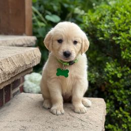 Poppy - Light golden female Golden Retriever puppy in Wolcott, Indiana from Sunnyside Meadows Goldens