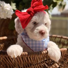 Gabby (pink collar) - Cream female Goldendoodle puppy in Blanchard, Oklahoma from Dream Doodles by Dondi