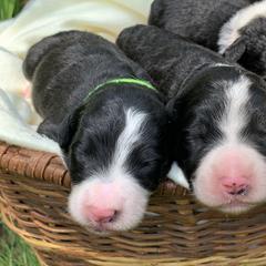 Bordoodle Puppies from Borders of Eby Eden