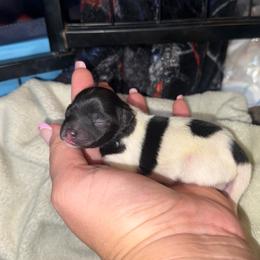 Spice - Black and White Parti - Black parti female Pomeranian puppy in Saint Ignatius, Montana from Pomeranians Montana