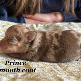 Prince - Merle male Chihuahua puppy in Beckemeyer, Illinois from Guardian’s of the Chihuahuas