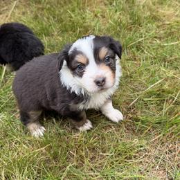 Daisy - Black tri female Miniature American Shepherd puppy in Florence, Oregon from NW Aloha Miniature American Shepherds