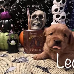 Golden Retriever Puppies from A1 Supreme Kennels