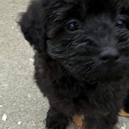 Schnoodles from Snickerdoodle Doodles