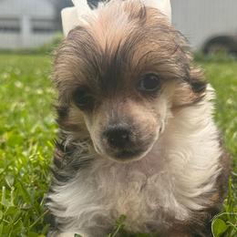 Jolene - Red female Chinese Crested puppy in New Haven, West Virginia from EverCrest