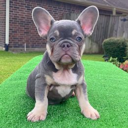 French Bulldog Puppies from S&I Frenchies