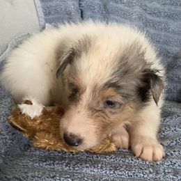 Florida Snow - Blue merle and white Collie puppy in Yulee, Florida from Three Collie Farm
