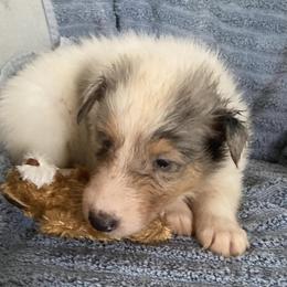 Florida Snow - Blue merle and white Collie puppy in Yulee, Florida from Three Collie Farm