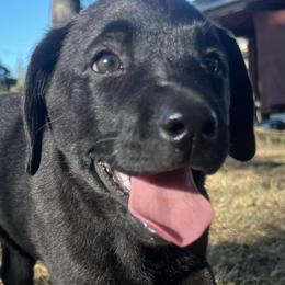 Labrador Retrievers from CC’s Oak Hill English Labrador