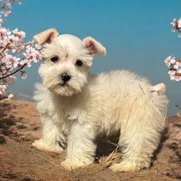 Miniature Schnauzer Puppies from Cali Sun-kissed Schnauzers