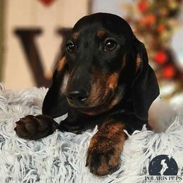 Andromeda - Black and tan Dachshund puppy in East Greenbush, New York from Polaris Pups