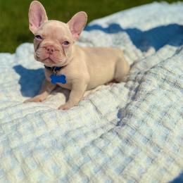 French Bulldog puppies from Twinkle Paws Frenchies and Yorkies