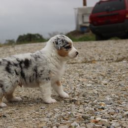 Australian Shepherd and Soft Coated Wheaten Terrier Puppies from Ironwood Ridge Kennels