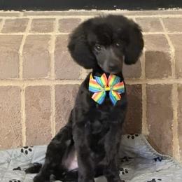 Dax - Black male Poodle puppy in Bedford, Texas from S.H.A.R.P.’s Toy Poodles