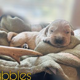 Bubbles - Golden male Golden Retriever puppy in Florida from Golden Meadow