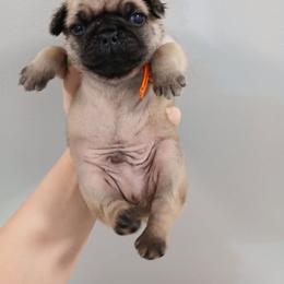 Boy 1 - Fawn male Pug puppy in Auburn, Kentucky from Prentice Family Pugs