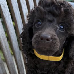 Poodles from Black Pearl Poodle