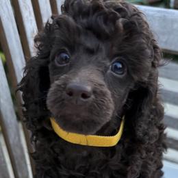 Poodles from Black Pearl Poodle