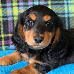 Clyde - Black and tan male Dachshund puppy in Klamath Falls, Oregon from Luvindoxys4u