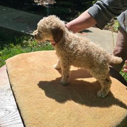 Dark Blue Collar - Sable male Poodle puppy in Henagar, Alabama from Windy Oak Kennels