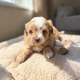 Riley - Apricot female Yorkipoo puppy in Oakland, Kentucky from Imperial Dogs