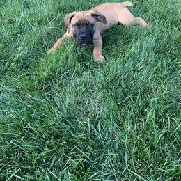 Boerboel Puppies from Grace and H.B. Kennel